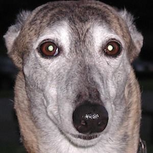 Meet your Posher, Forrest